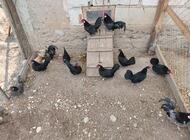 Grajewo ogłoszenia: Sprzedam kury ozdobne rasy bantamki posiadam 8 kur i 4 koguty cena... - zdjęcie